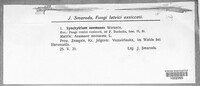 Synchytrium anemones image